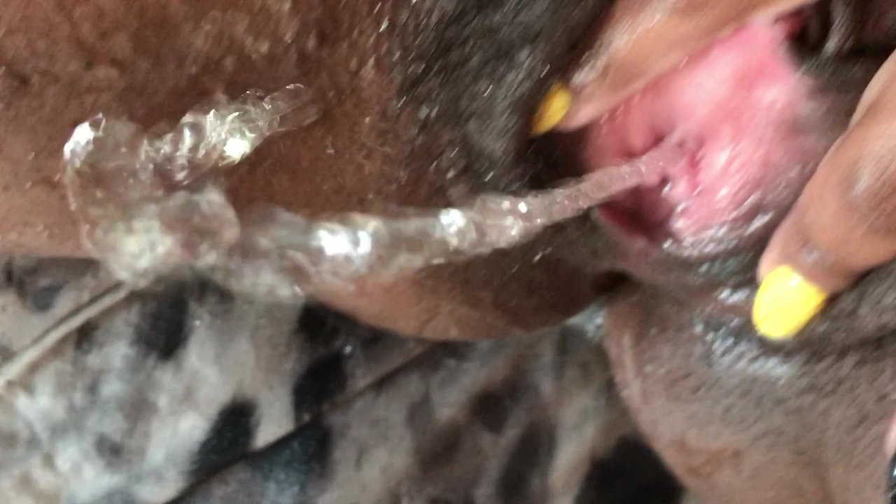 Cumming Fingering Peeing All Over Myself EXTREME CLOSE UP Porn